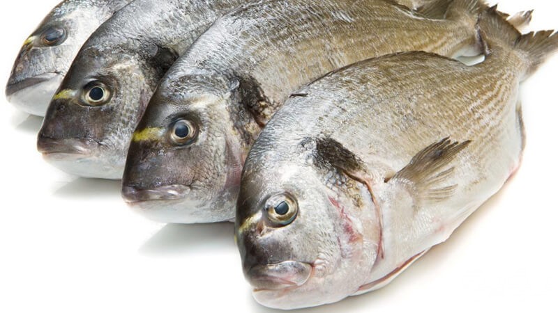 أنواع السمك في دولة الكويت