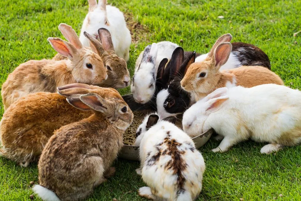 دراسة جدوى مشروع تربية الأرانب