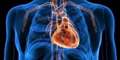 ماذا يوجد تحت القلب في جسم الإنسان